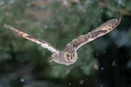 Hibou à longues oreilles volant directement à la caméra dans la forêt hivernale de neige froide. Mouvement gelé du vol des oiseaux. Asio Otus.
