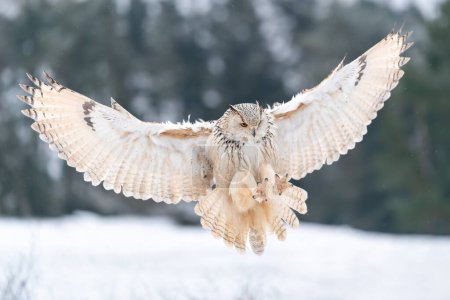 Sibirischer Uhu landet unten. Berühren Sie sich mit Schnee auf Felsen Große Eule mit weit ausgebreiteten Flügeln im kalten Winter. Tierwelt. Bubo bubo sibircus. Europäische Winternatur