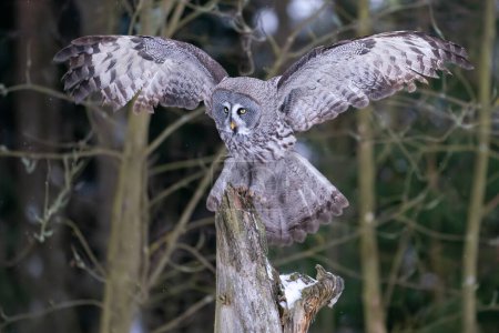 Photo for Great grey owl landing to the tree trunk in the winter forest. Big owl in the flight. Strix nebulosa. Frozen movement. - Royalty Free Image