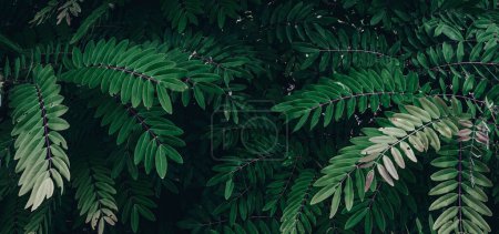 tropische Blätter, abstrakte Farbe auf dunkelgrüner Textur, Naturhintergrund