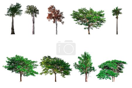 Téléchargez les photos : Collection d'arbres, arbres isolés sur fond blanc avec chemin de coupe - en image libre de droit
