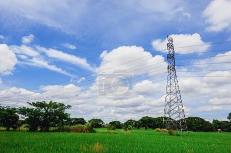 Foto de Paisaje de campos de arroz verde, cielo despejado con postes eléctricos de alto voltaje. - Imagen libre de derechos