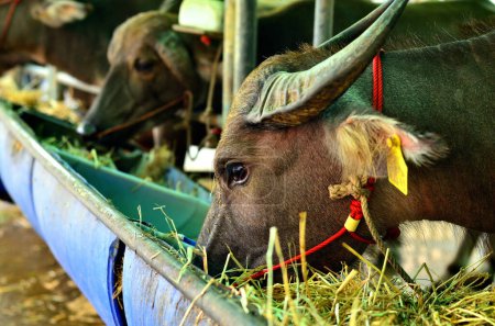 Los jóvenes búfalos comiendo hierba fresca en la granja.