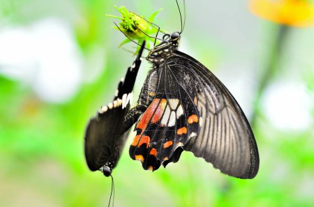 The dark tone butterflies are mating at the garden.