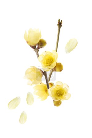 yellow flowers of wintersweet tree isolated on a white background