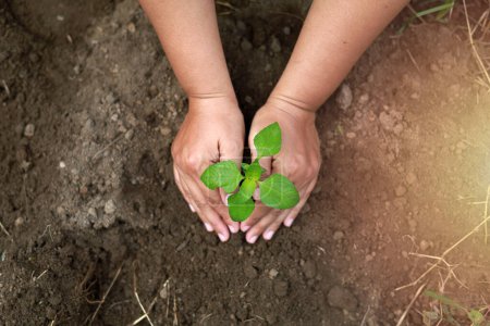 Téléchargez les photos : Vue de dessus des mains plantant une petite plante sur le sol. Environnement et sauvegarde de la terre concept - en image libre de droit