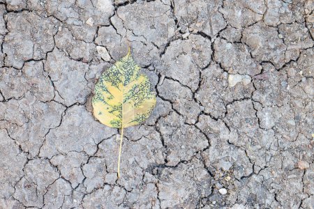 Photo for Old yellow bodhi leaf on The dry cracked soil surface - Royalty Free Image