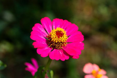 Brightly colored zinnias are blooming in the garden