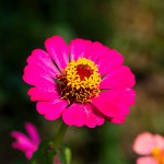 Brightly colored zinnias are blooming in the garden