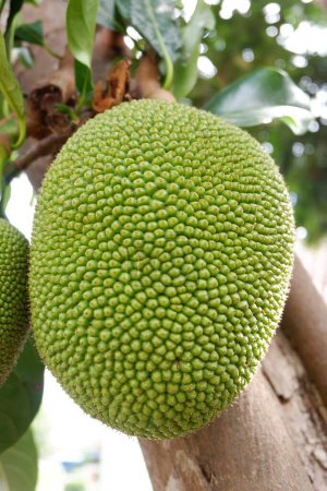 Photo for Fresh Young Green Jackfruit hanging in the tree with trunk tree background - Royalty Free Image