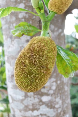 Photo for Fresh Young Green Jackfruit in the tree with trunk tree background - Royalty Free Image