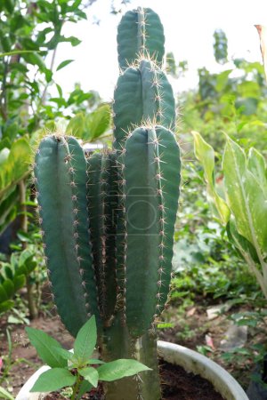 Téléchargez les photos : Cactus poussant en pot avec un fond naturel - en image libre de droit