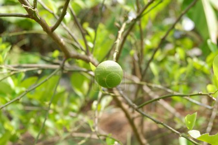 Téléchargez les photos : Citrus aurantiifolia ou citron vert avec fond naturel - en image libre de droit