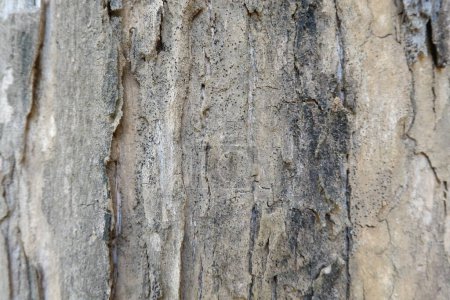 Photo for Texture of teak tree trunk or Tectona grandis - Royalty Free Image
