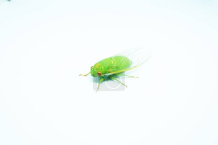 Photo for Green Cicadas on a Crisp White Background - Royalty Free Image