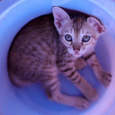 Foto de Un ojo azul agudo asiático gatito sentado dentro de un cubo azul cubo con una mirada de miedo - Imagen libre de derechos