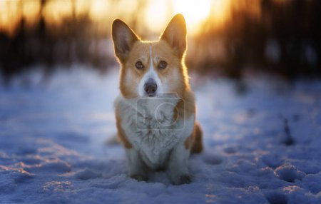 Photo for Welsh Corgi Pembroke dog in winter scenery during sunset. Happy dog in the snow - Royalty Free Image