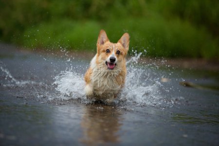 Foto de Corgi perro corriendo sobre el agua en el río un palo de captura. Verano - Imagen libre de derechos