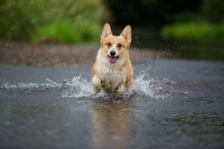 Photo for Corgi dog running on water in river a catching stick. Summer - Royalty Free Image