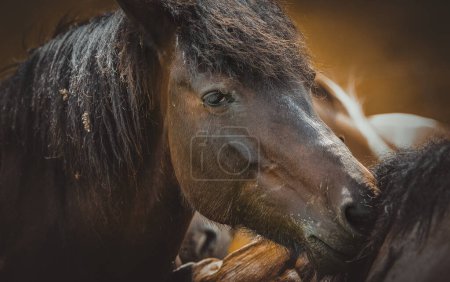 Photo for Horses on a pasture. Bieszczady mountains, Poland. The Hucul or Carpathian is a pony/small horse breed originally from the Carpathian Mountains. - Royalty Free Image