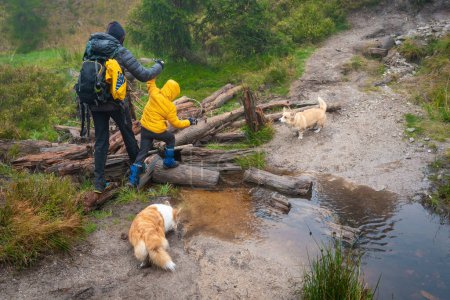 Téléchargez les photos : Maman avec son fils et ses chiens marchent sur des bûches allongées sur un petit ruisseau. Montagnes polonaises - en image libre de droit