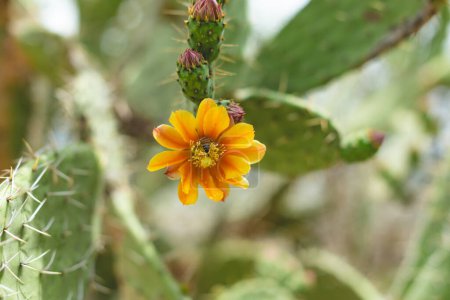 Téléchargez les photos : Opuntia (poire piquante) fleur de cactus - en image libre de droit
