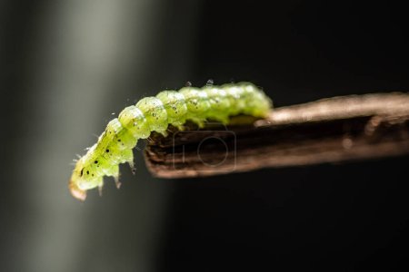 Macro close up of a leaf-feeding caterpillar
