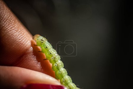 Foto de Macro primer plano de una oruga de alimentación de hojas - Imagen libre de derechos