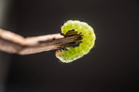 Téléchargez les photos : Macro gros plan d'une chenille qui se nourrit de feuilles - en image libre de droit