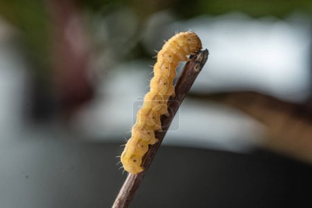 Foto de Macro primer plano de una oruga de alimentación de hojas - Imagen libre de derechos