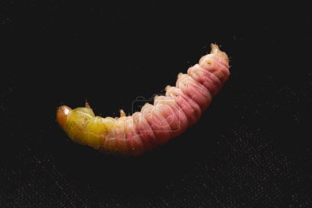 Macro close up of a leaf-feeding caterpillar