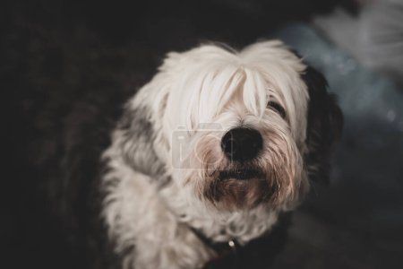 Foto de Bobtail (Antiguo perro pastor inglés) de cerca - Imagen libre de derechos
