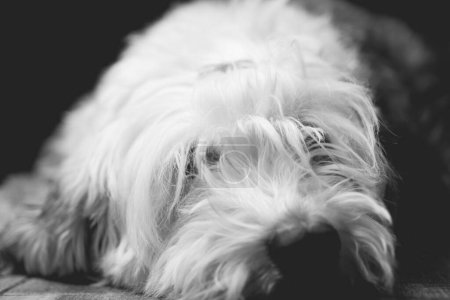 Foto de Bobtail (Antiguo perro pastor inglés) de cerca - Imagen libre de derechos