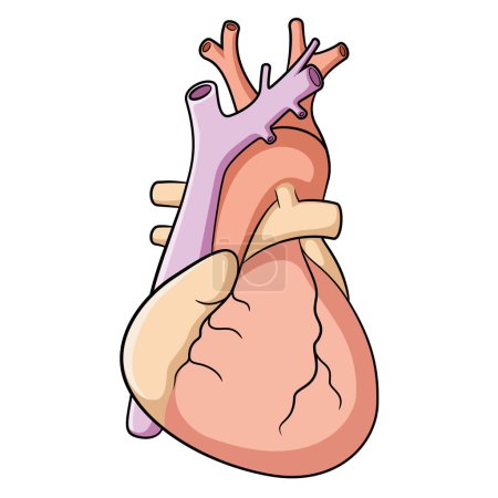 Illustration for Illustration of human heart. - Royalty Free Image