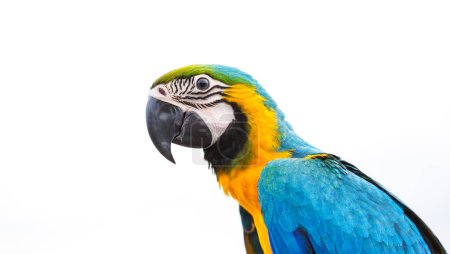 Téléchargez les photos : Perroquet aras bleu oiseau sur fond de ciel blanc nature - en image libre de droit