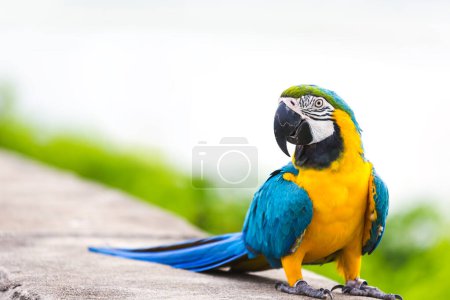 Photo for Happy blue gold macaw parrot bird on nature and white sky background - Royalty Free Image