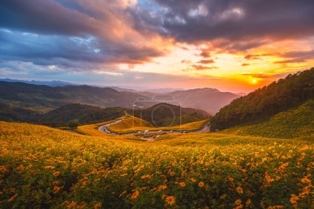 Photo for Landscape panorama of Tung Bua Tong forest park with Mexican Sunflower field at sunset in Doi Mae U Kho, Mae Hong Son, Thailand, Travel winter season concept - Royalty Free Image
