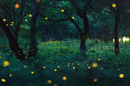 Photo for Bokeh light of firefly flying in forest at dusk, Prachin Buri, Thailand - Royalty Free Image
