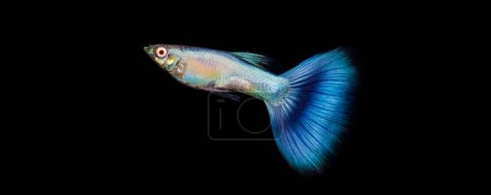 Photo for Albino coral blue tail juvenile male guppy fish on isolated black background - Royalty Free Image