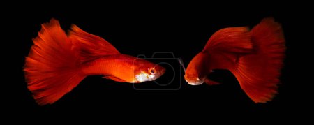 Photo for Albino full red juvenile male guppy fish on isolated black background - Royalty Free Image