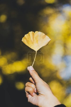 Photo for Autumn yellow ginkgo leaves on woman hand background at Meiji Jingu Gaien Park in Tokyo, Japan - Royalty Free Image