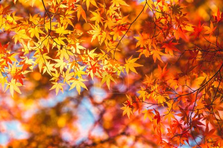 Foto de Fondo de hojas de arce de otoño rojo y naranja con cielo azul en kyoto, Japón, color colorido - Imagen libre de derechos