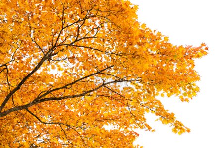 Téléchargez les photos : Gros plan feuille d'érable d'automne avec fond blanc ciel - en image libre de droit