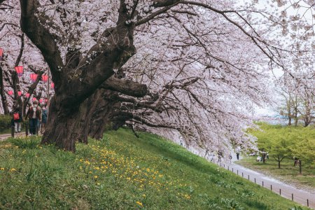 Photo for Beautiful spring season of pink sakura cherry blossom  tree blooming in gongendo park, Satte City, Saitama, Japan - Royalty Free Image