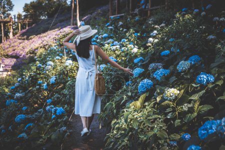 Téléchargez les photos : Voyage d'hiver relaxer concept de vacances, Jeune voyageur heureuse femme asiatique avec robe visites guidées sur hortensia fleurs champ dans le jardin à Mon Jam, Chiang Mai, Thaïlande - en image libre de droit