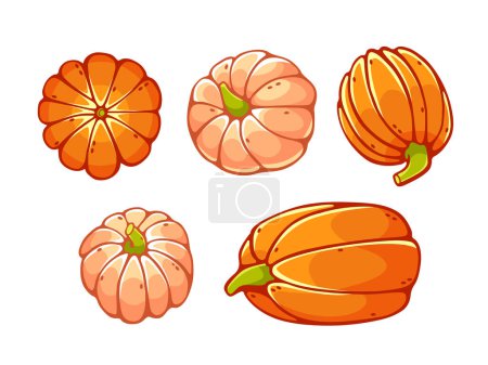 Illustration for Set of vector pumpkins in cute cartoon style. - Royalty Free Image