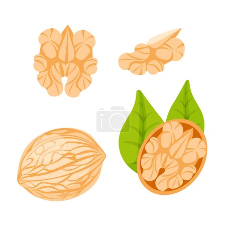 Téléchargez les illustrations : Un ensemble d'images d'une noix, dans la coquille, feuilles de noix, noyau de noix dans un style plat dessin animé mignon. - en licence libre de droit