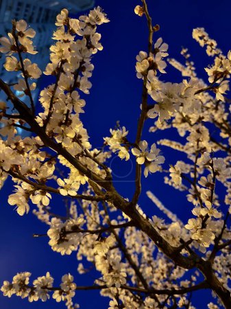 Buisson de fleurs d'abricot le soir