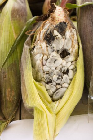 Foto de El huitlacoche o cuitlacoche es un hongo de la familia Ustilaginaceae, que crece entre los granos de maíz. Es originaria y utilizada en la cocina de México, donde existe una cultura ancestral de - Imagen libre de derechos