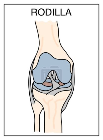 Téléchargez les illustrations : Schéma du genou, dessin coloré, sur fond blanc uj - en licence libre de droit